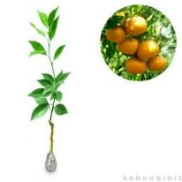 Bibit tanaman buah jeruk siam madu