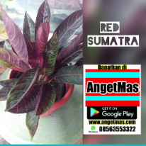 Tanaman bunga red sumatra