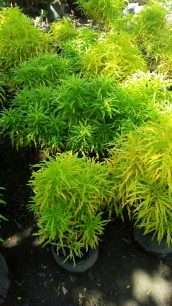 harga tanaman hias bunga brokoli kuning