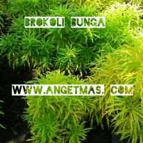 bnga brokoli warna kuning