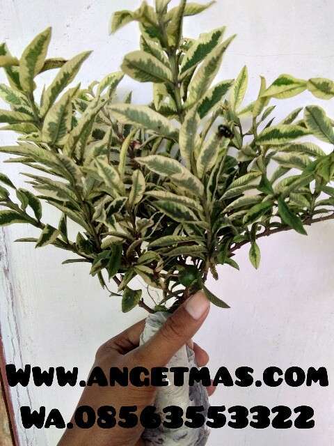 tanaman buah jambu kerikil variegata