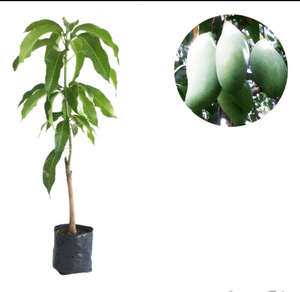 tanaman mangga okyong