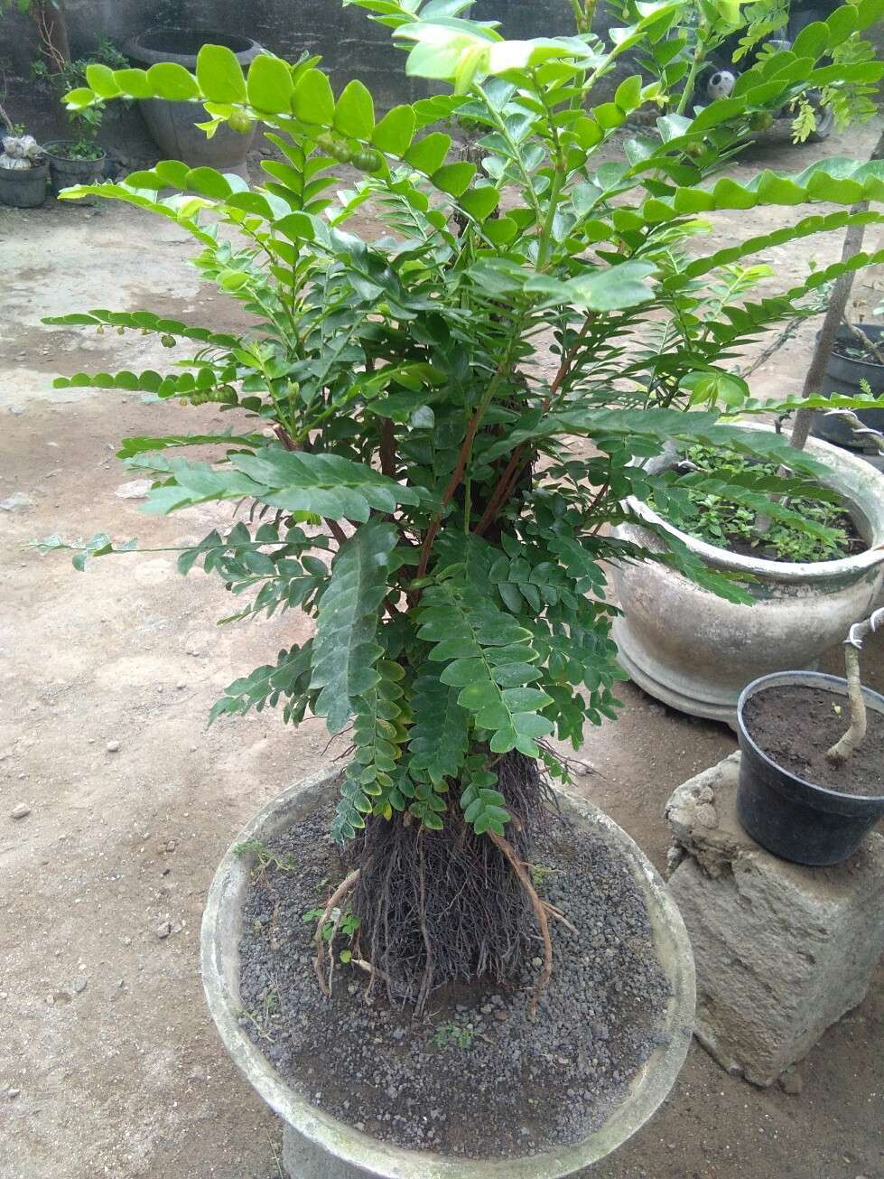 Jual tanaman remok polo bonsai