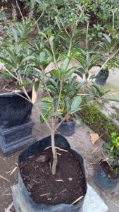 Read more about the article Bibit Tanaman buah sawo jumbo cikumega