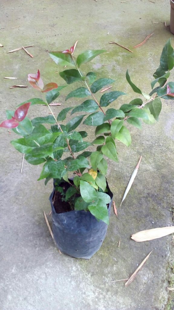 Jual,bibit,tanaman,dewandaru