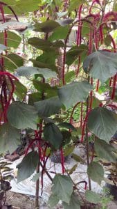 Read more about the article Bibit tanaman ekor kucing, dapat 2 bibit tanaman ekor kucing