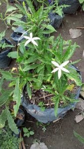 Read more about the article Bibit Tanaman Kitolod untuk katarak