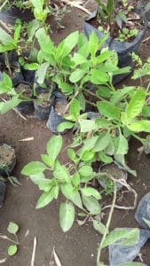 Read more about the article Bibit tanaman sembung nyawa