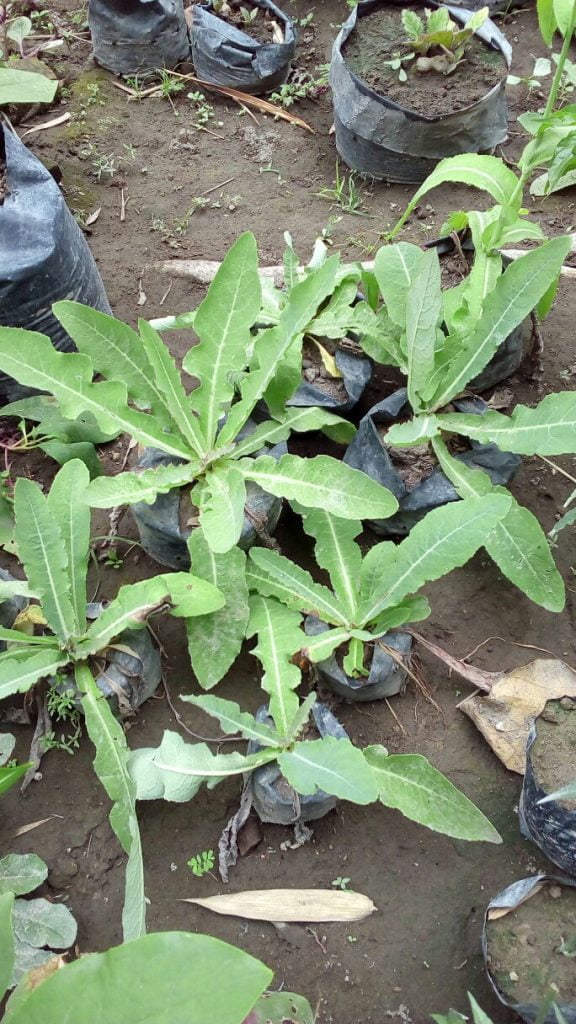 jual daun tempuyung dan juga bibit tanaman daun tempuyung