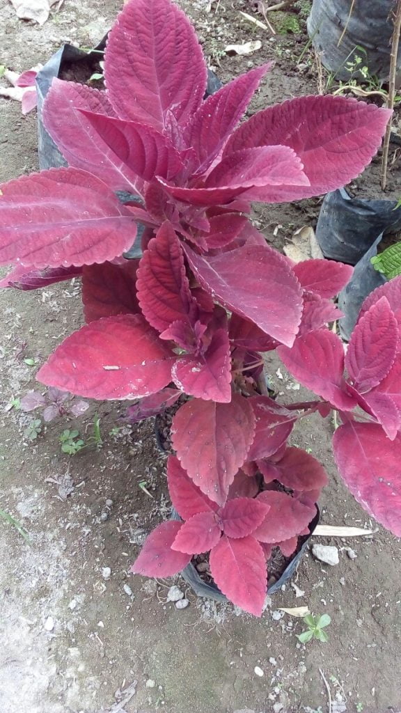 Tanaman daun iler
