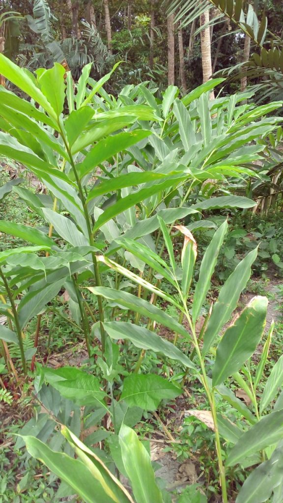 jual bibit tanaman kapulaga