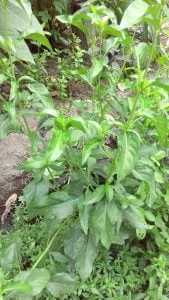 jual tanaman teh hijau