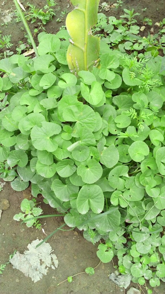 bibit tanman daun pegagan