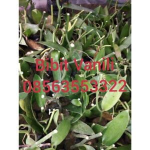 jual bibit tanaman vanili dan hasil panen vanili