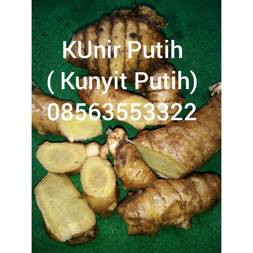 manfaat kunir putih untuk kesehatan dan pengobatan
