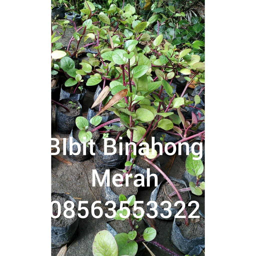 manfaat daun binahong merah untuk diabetes, mengobati luka, mengobati asam urat