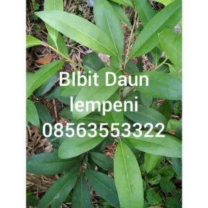jual bibit tanaman daun lempeni