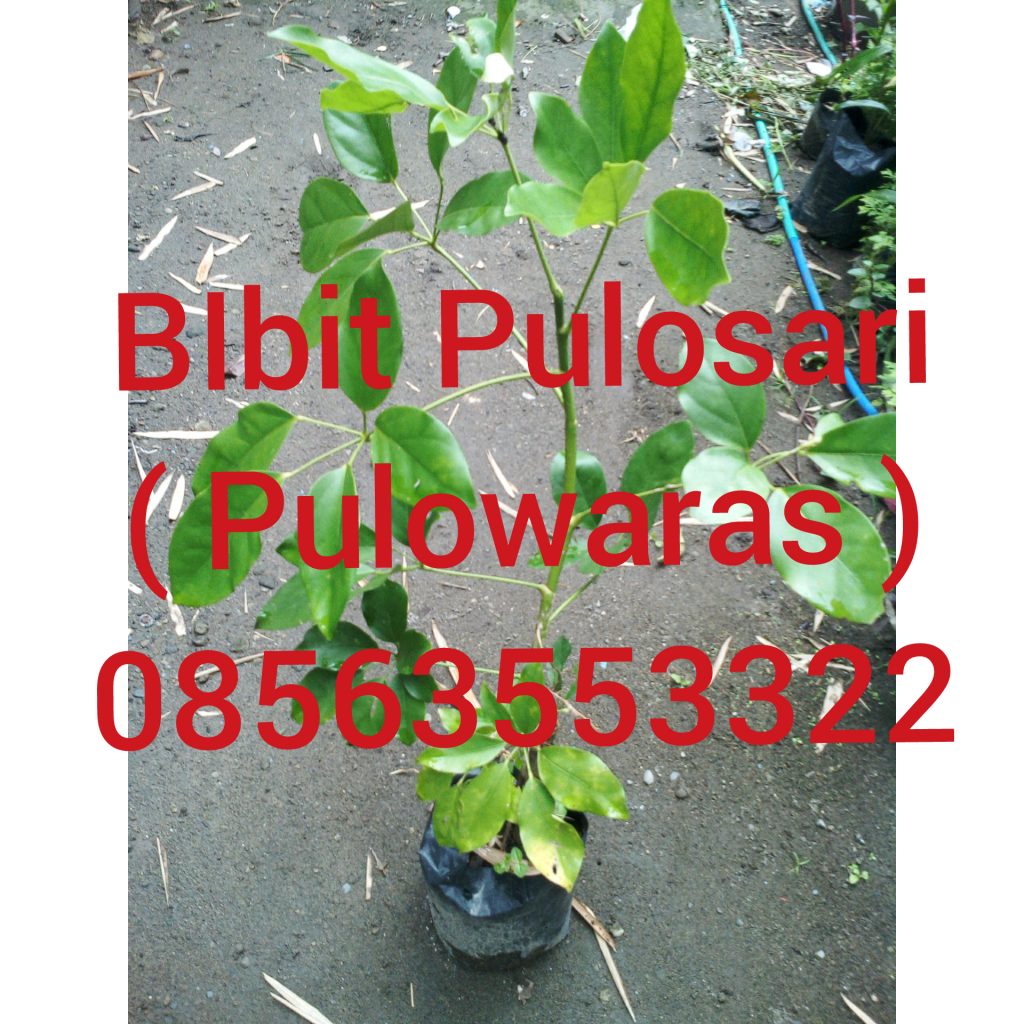 jual bibit tanaman pulosari
