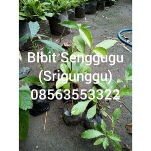 Read more about the article Bibit tanaman senggugu / srigunggu ( ada 2 pilihan Harga)