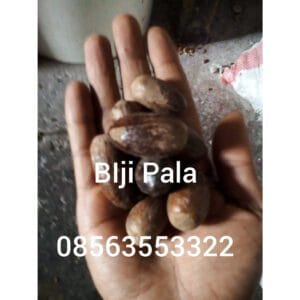 jual biji pala