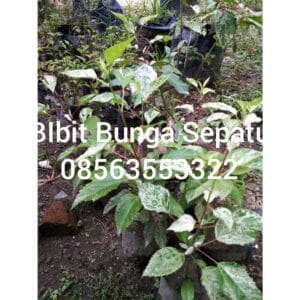jual bibit tanaman hias bunga sepatu
