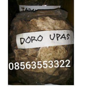 Bidara upas untuk kanker dan aneka manfaat bidara upas