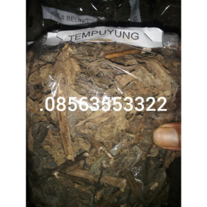 Manfaat daun temuyung untuk kesehatan dan pengobatan, kami jua serbuk daun tempuyung, jual daun tempuyung kering maupun segar