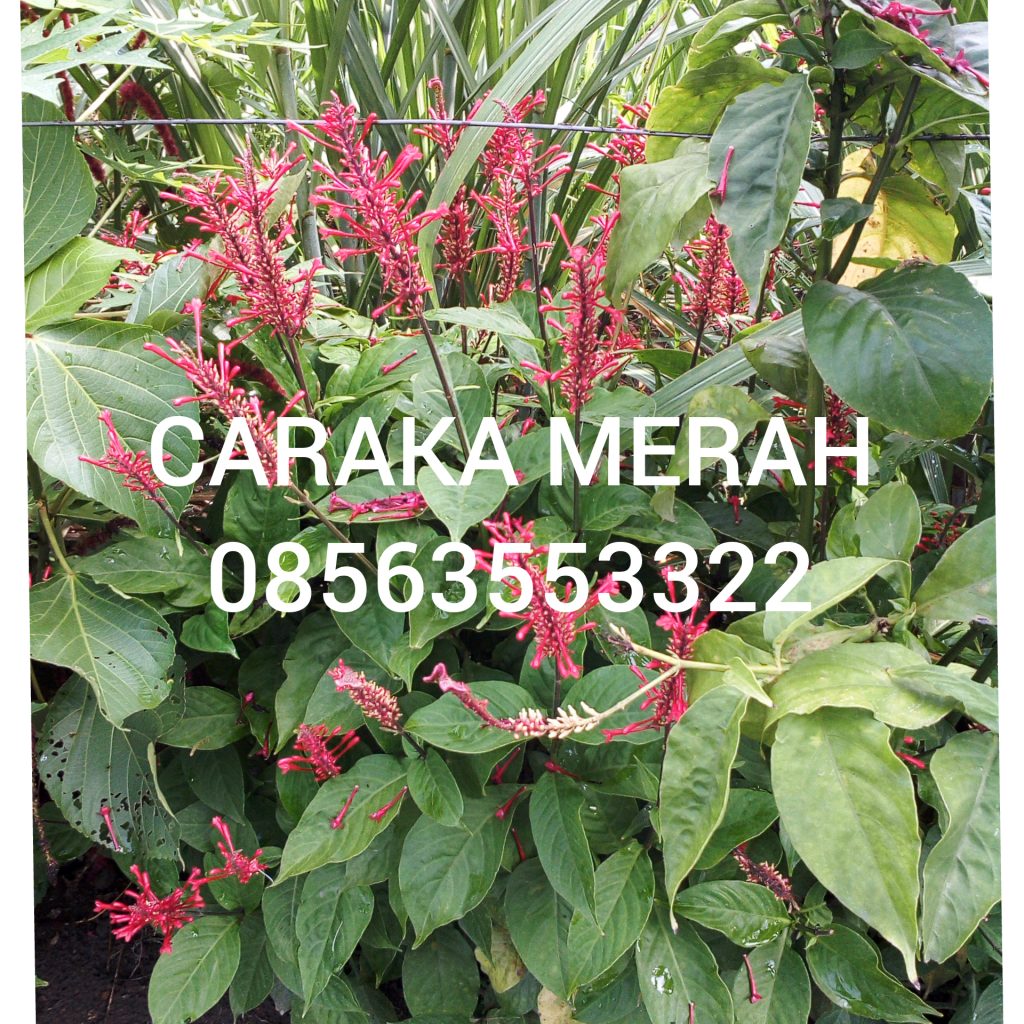 manfaat tanaman caraka merah untuk mengobati pendarahan, semua hal yang berhubungan pendarahan dapat diobati dengan daun caraka merah
