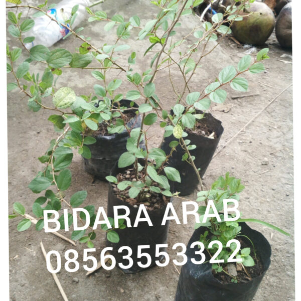 bibit,tanaman,daun,bidara,arab