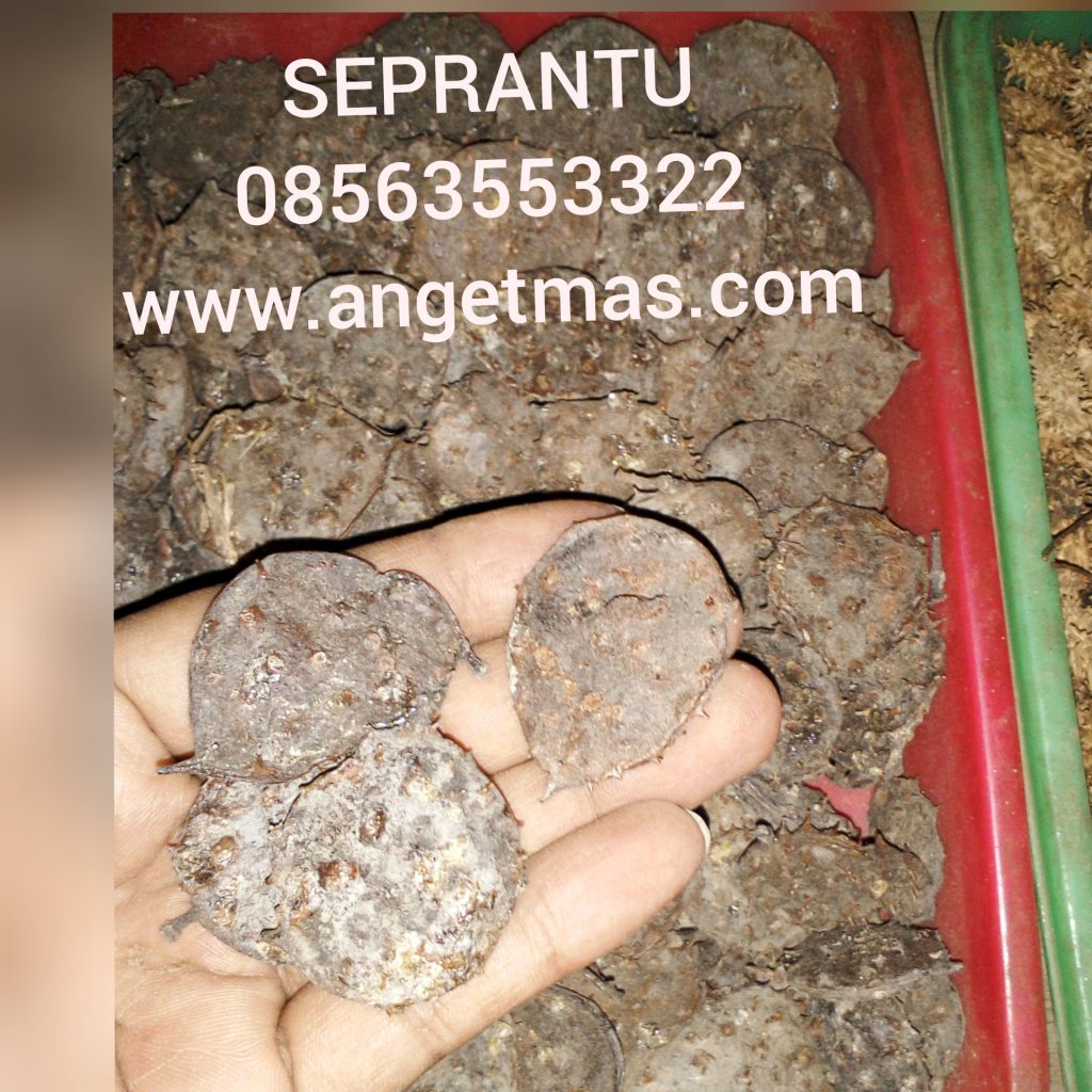 manfaat seprantu sangat baik untuk kesehatan