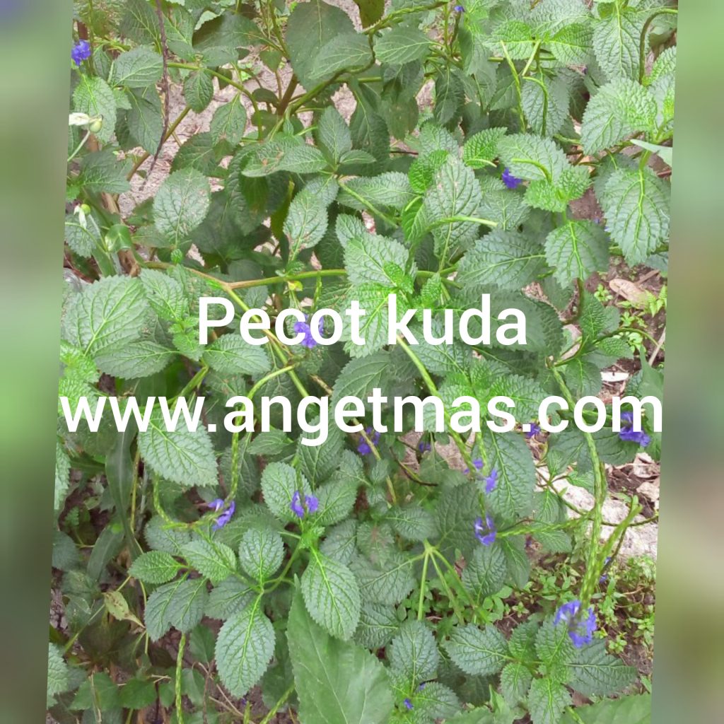 Jual,tanaman,pecot,kuda