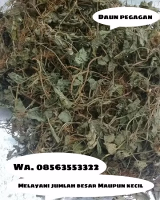 Daun pegagan Kering 1kg
