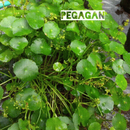 2 jenis Tanaman daun pegagan / Centella asiatica