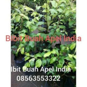 buah apel india untuk kesehatan dan kecantikan