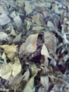 Read more about the article Daun Keji Beling Kering Untuk kesehatan dan pengobatan