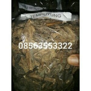 jual daun tempuyung kering
