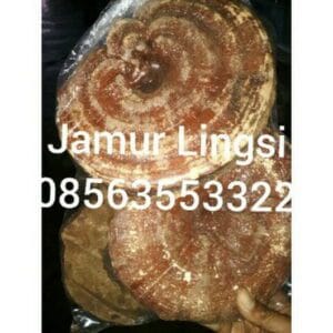jamur lingzhi untuk kesehatan
