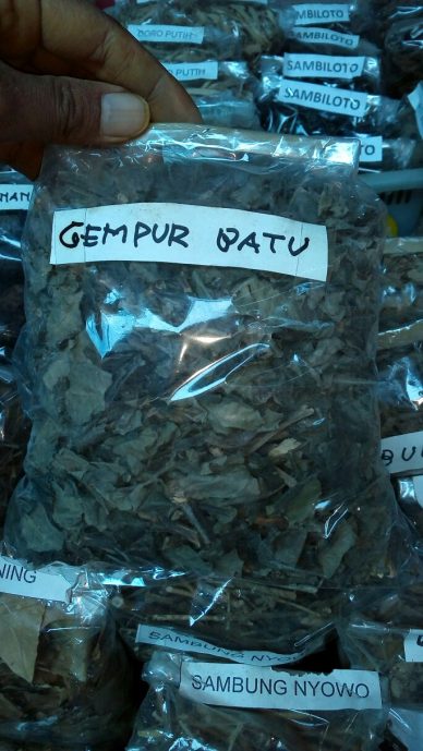 jual daun gempur batu