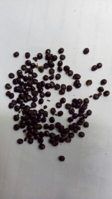 bibit ginseng merah korea