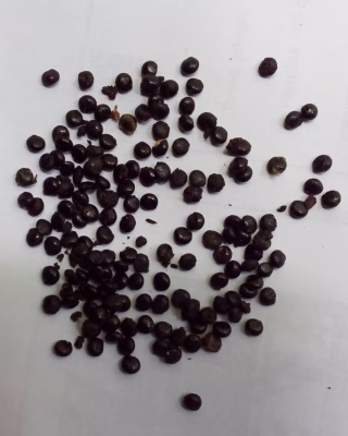 Benih / biji Ginseng merah korea