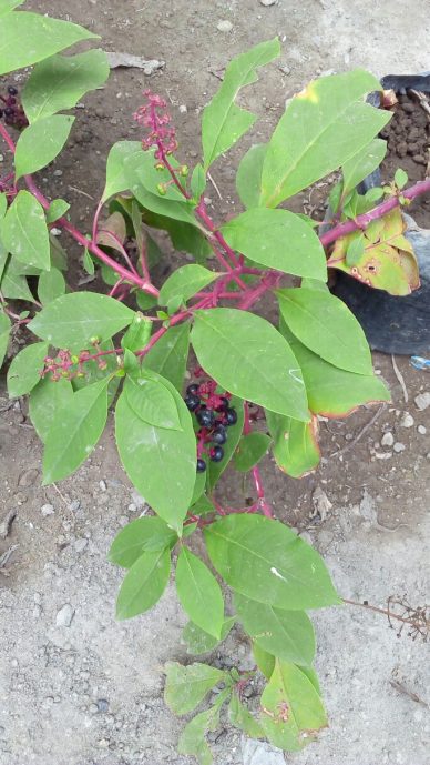 bibit ginseng merh korea