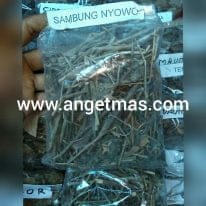 Read more about the article Daun Sembung Nyawa Kering Untuk Kesehatan