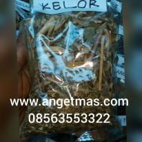 daun kelor