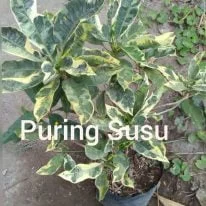 Tanaman puring susu