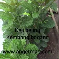 jual tanaman keji beling kembang bogang