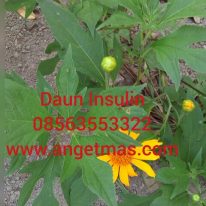 jua bibit tanaman daun insulin