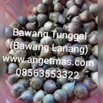 Jual bawang tunggal atau bawang lanang