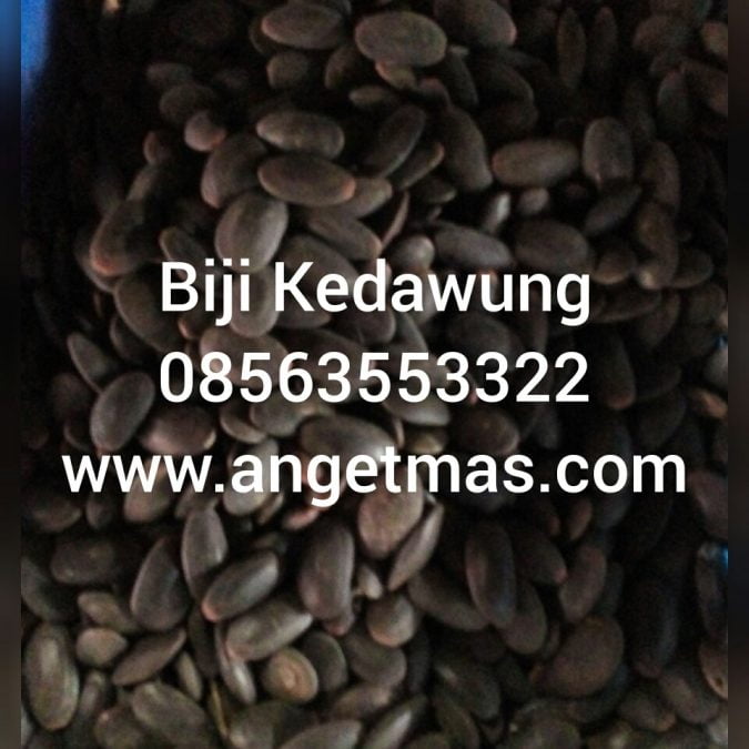 Jual biji kedawung