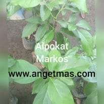 Jual bibit tanaman buah alpokat markus