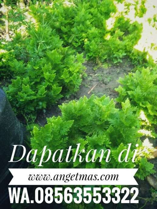 Daun cakar ayam